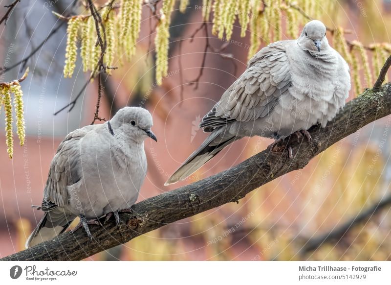 Türkentauben - Pärchen im Baum Streptopelia decaocto Taube Tiergesicht Kopf Auge Schnabel Feder gefiedert Flügel Vogel Natur Sonne Nahaufnahme Außenaufnahme