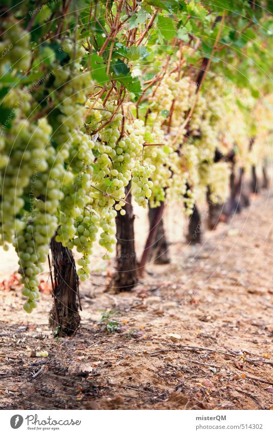 French Style XV Kunst ästhetisch Zufriedenheit Wein Weinberg Weintrauben Weinbau Weinlese Weingut Ernte grün Frankreich Farbfoto Gedeckte Farben Außenaufnahme