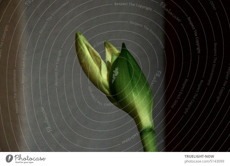 Blütenknospe der weissen Amaryllis vor der Entfaltung weisse Amaryllis Knospe Amaryllidaceae grün geschlossen aufbrechen Triebkraft kraftvoll entfalten