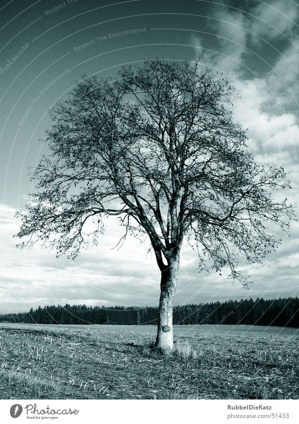 Naked Tree Baum Feld Einsamkeit Wolken farbstich Natur Landschaft Schwarzweißfoto