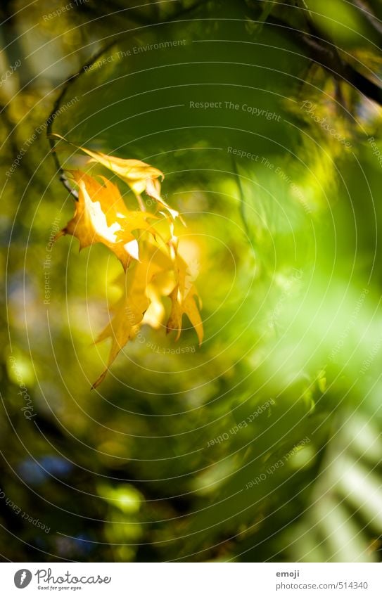 Leuchtkraft Umwelt Natur Landschaft Pflanze Herbst Schönes Wetter Blatt Grünpflanze Wald natürlich mehrfarbig gelb grün leuchten leuchtende Farben Farbfoto