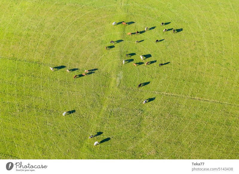 Kühe kuh kühe alpen von oben bauernhof weide milch fleisch wiese frische milch tiere