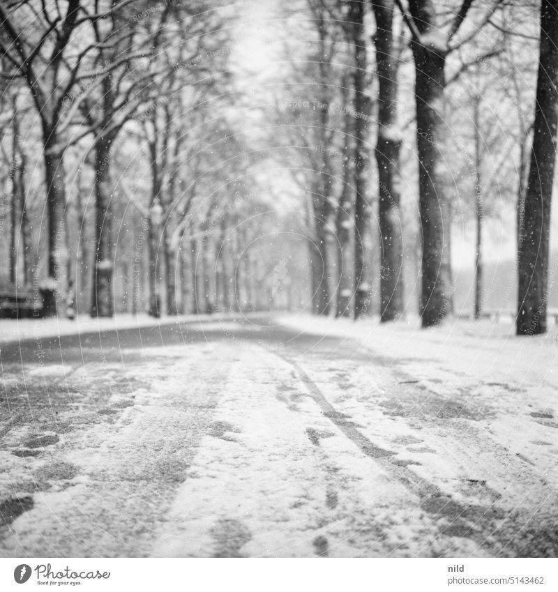 Verschneite Allee an der Münchner Theresienwiese im Winter Schnee verschneit München Schwarzweißfoto kalt Wege & Pfade Menschenleer Zentralperspektive Frost