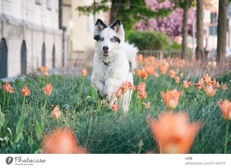 Schöner, eleganter, glücklicher, schwarz-weißer Hund rennt durch Tulpengarten Tierporträt Haustier schön Jagdhund laika Außenaufnahme Garten Vorgarten niedlich