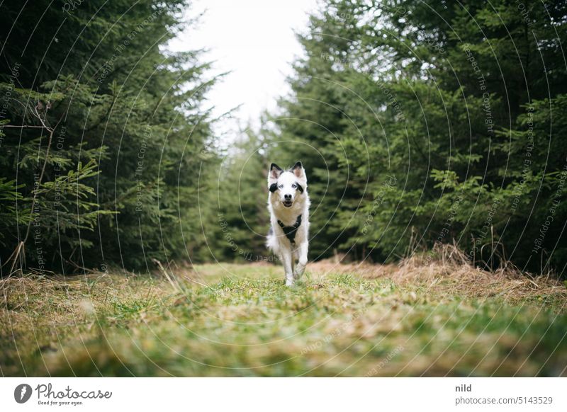 Glücklicher Hund im Wald läuft auf die Kamera zu Haustier Tier Außenaufnahme mit dem Hund rausgehen Freiheit laufen Bewegung Hundeauslauf Gassi gehen Natur