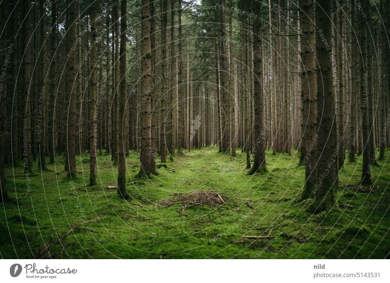 Düsterer Fichtenwald mit moosigem Boden Wald Natur Bäume Menschenleer Landschaft Forstwirtschaft Monokultur Nadelwald Umwelt Außenaufnahme Farbfoto Nadelbaum