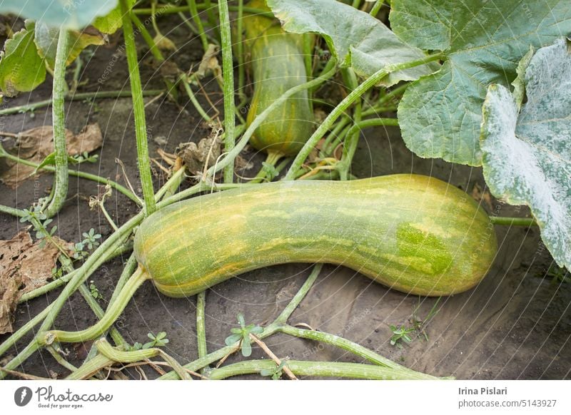 Frische grüne Zucchinipflanze in einem Gemüsegarten mit Früchten und Blumen Blüte Buchse abschließen Nahaufnahme Ernte kultiviert Diät Bauernhof Landwirtschaft