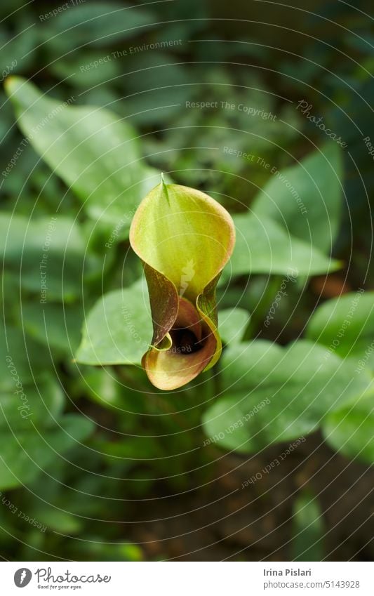 Schwarze Blüten von Zantedeschia, Calla Lily im Garten. Sommer und Frühling. Blütezeit Überstrahlung Blühend botanisch Botanik Blumenstrauß Ast hell