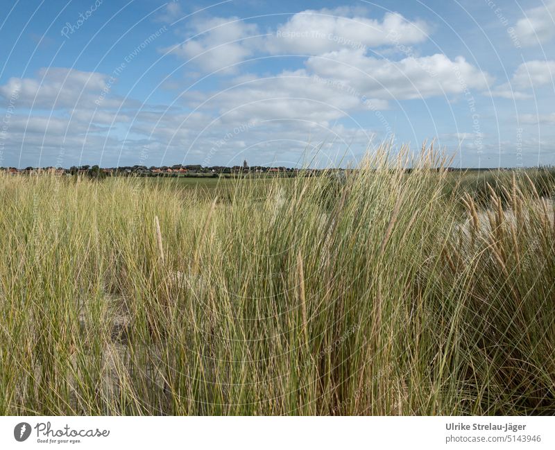 Ameland Dorfansicht mit Dünengras und blauem Himmel blauer Himmel weiße Wolken Sand Nordsee Ferien & Urlaub & Reisen Landschaft Natur grün Niederlande Insel