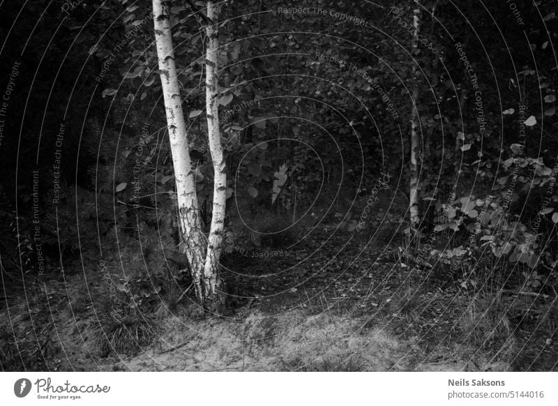 weiße Birke im dunklen Wald. dunkel trist verdoppeln zwei Stämme Natur Baum schwarz auf weiß Monochrom Baumstamm Birkenwald Birkenrinde Wachstum