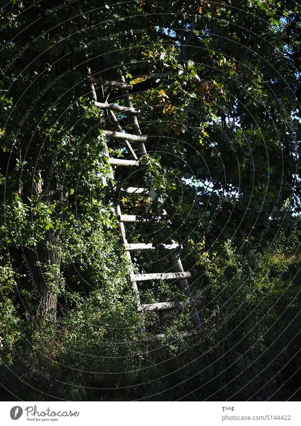 Angestellte - Eine Holzleiter (Jagdhochsitz) steht angelehnt an einen Baum Ansitz Hochsitz ansitzen Jägerei Leiter jagen angelehnte Leiter eingewachsen Natur