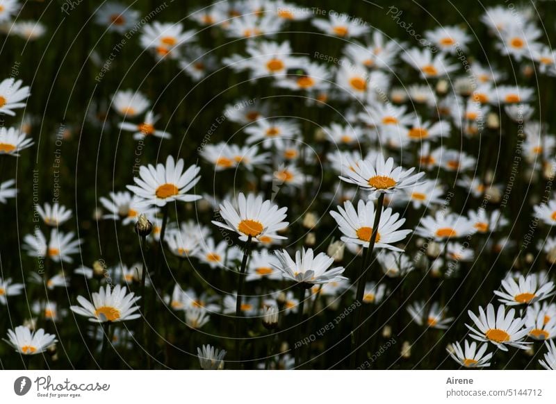 auf der Wiesn Margeriten Blumenwiese Wiesenblume weiß Sommer grün natürlich Natur sommerlich Garten Sommertag blühen Blüte blühend Blüten Sommerwiese üppig viel