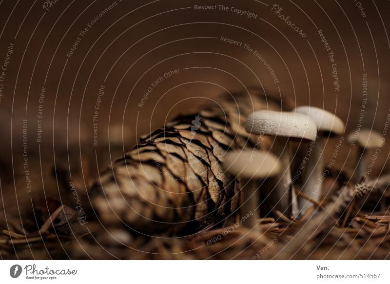 Zapfenstreich Natur Pflanze Erde Herbst Pilz Wald Wachstum klein braun Zweig Tannennadel Waldboden Farbfoto Gedeckte Farben Außenaufnahme Nahaufnahme