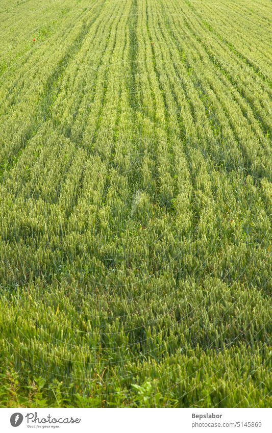 Weizenfeld Pflanze organisch Natur ländlich Sommer Frühling Feld Ackerbau frisch Hintergrund grün Raum Wetter Wiese Morgen im Freien landschaftlich gestaltet