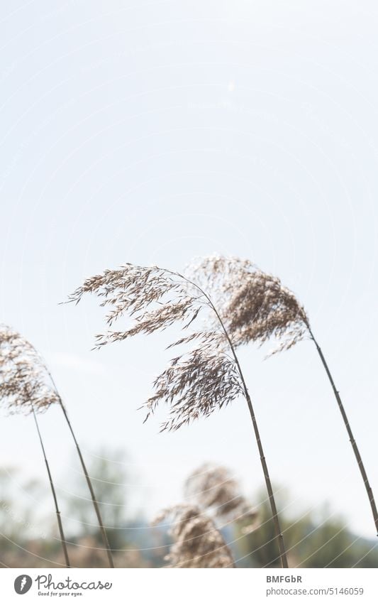 einzelne Getreidestängel vorm Himmel Landwirtschaft Pflanze Lebensmittel Wachstum Ernährung Nutzpflanze Getreidefeld Granne Wolken ökologisch Ähre ährenfeld