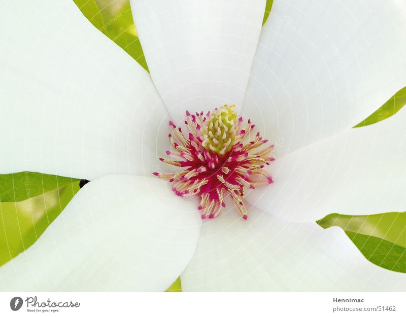 Ein kleiner Einblick in die Schöpfung! Blume Blüte Pflanze mehrfarbig Blatt Stempel Natur Makroaufnahme Farbe Farbstoff Detailaufnahme rot weiß schön ästhetisch