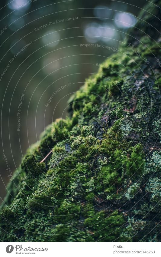 Moos am Baumstamm natur Rinde grün Pflanze Natur Wald Baumrinde Holz Außenaufnahme Umwelt Wachstum natürlich Menschenleer Farbfoto Detailaufnahme Ast