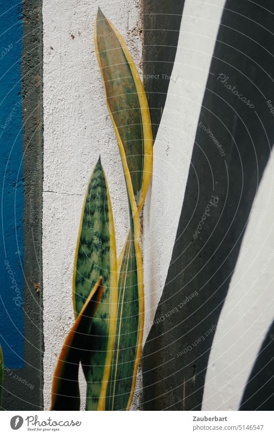 Blatt der Dracaena (Sansevieria) trifasciata Laurentii (Bogenhanf) vor einer Wand mit schwarz-weißen Streifen und blauem Rand als abstraktes Bild zebra Spiel