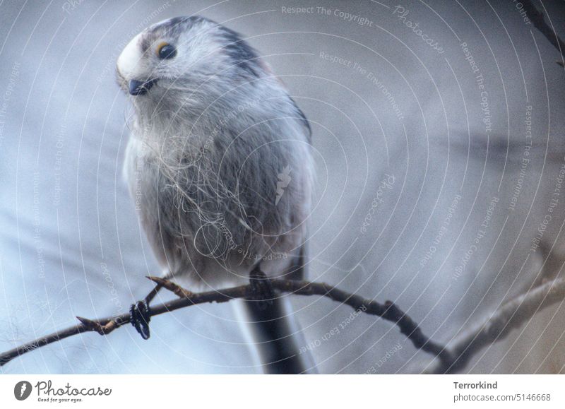 Schwanzmeise mit Katzenhaar im Schnabel Meisen Natur Vogel Außenaufnahme Garten Tierporträt Farbfoto Wildtier niedlich klein Feder weiß Nahaufnahme Flügel