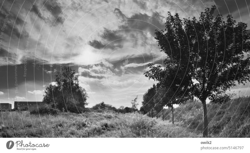 Hinter den Blöcken Bäume Umwelt Natur Idylle Panorama (Bildformat) Weite Freiheit Sonne strahlen Gegenlicht ruhig friedlich Schönes Wetter Sonnenlicht glänzend