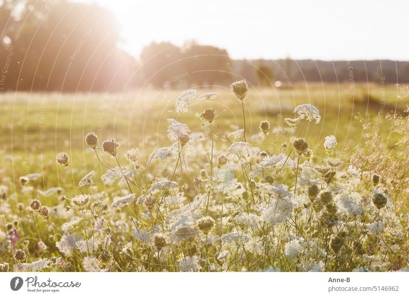 wilde Möhre blüht auf einer Auewiese wunderschön im Gegenlicht, in der Hintergrundunschärfe Bäume Wildpflanzen Wildblume Wildblumen Wiese Feuchtwiese