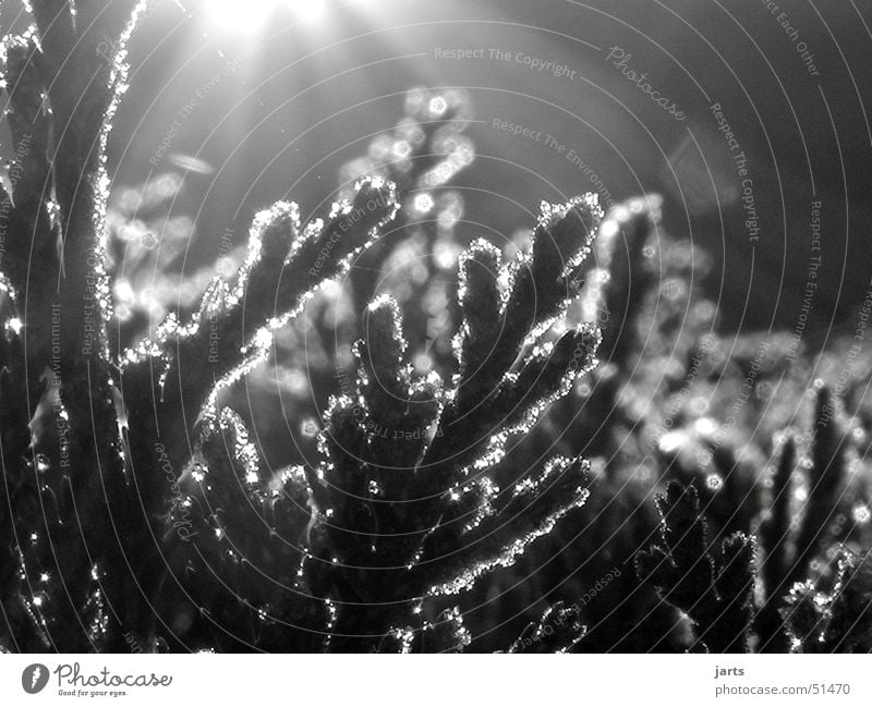 dark sun dunkel Sonnenstrahlen mystisch Schatten Schwarzweißfoto jarts Beleuchtung