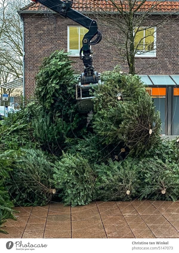 Ausgediente Weihnachtsbäume werden eingesammelt Stadt vorbei Saison Ende Christbaum Sammeln Recycling Entsorgen Knut Vergänglichkeit Auf Wiedersehen grün