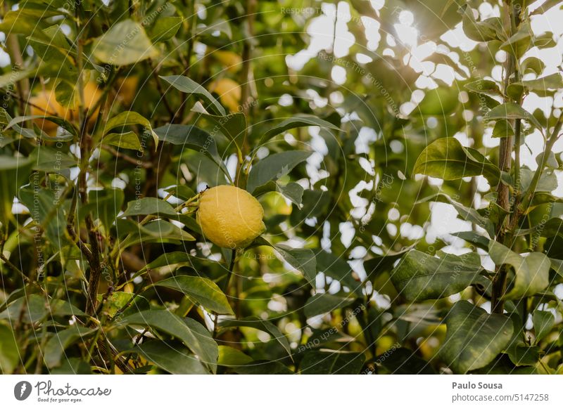 Frische Zitronen am Baum Limonade Zitrusfrüchte Frucht organisch Vitamin Farbfoto Gesunde Ernährung frisch gelb Saft Vitamin C Lebensmittel Gesundheit lecker