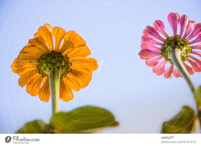 kunterbunt | Zinnienblüten Blume Blüten blauer Himmel Blühend Farbfoto Pflanze Garten Natur Sommer Nahaufnahme Froschperspektive Wachstum schön Menschenleer