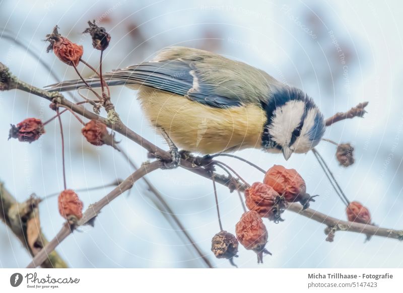 Fressende Blaumeise im Beerenstrauch Cyanistes caeruleus Meisen Kopf Schnabel Auge Tiergesicht Feder gefiedert Flügel Vogel Krallen Wildtier Zweige u. Äste Baum