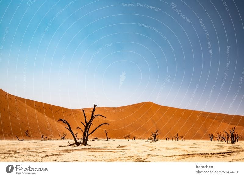 trocken, heiß und wunderschön Umweltschutz Trockenheit Vergänglichkeit Klimawandel Dürre Himmel Düne Dünen magisch deadvlei Abenteuer Wärme besonders