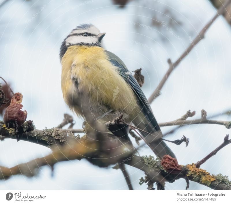 Blaumeise im Baum Cyanistes caeruleus Meisen Tiergesicht Kopf Auge Schnabel gefiedert Feder Flügel Krallen Vogel Wildtier Tierporträt Natur Makroaufnahme