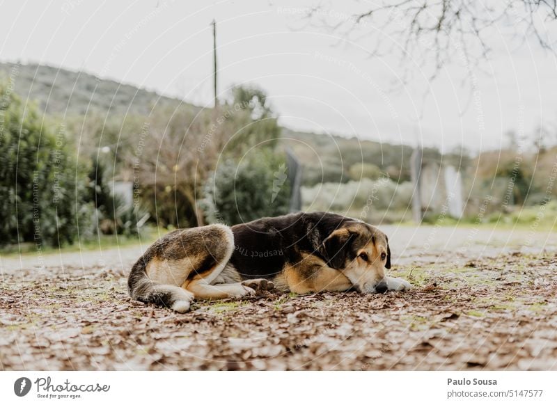 Hund Porträt aussruhen bewachen Tier Haustier Außenaufnahme Haushund beobachten Farbfoto Wachsamkeit Tierporträt Menschenleer Tierliebe Tag niedlich