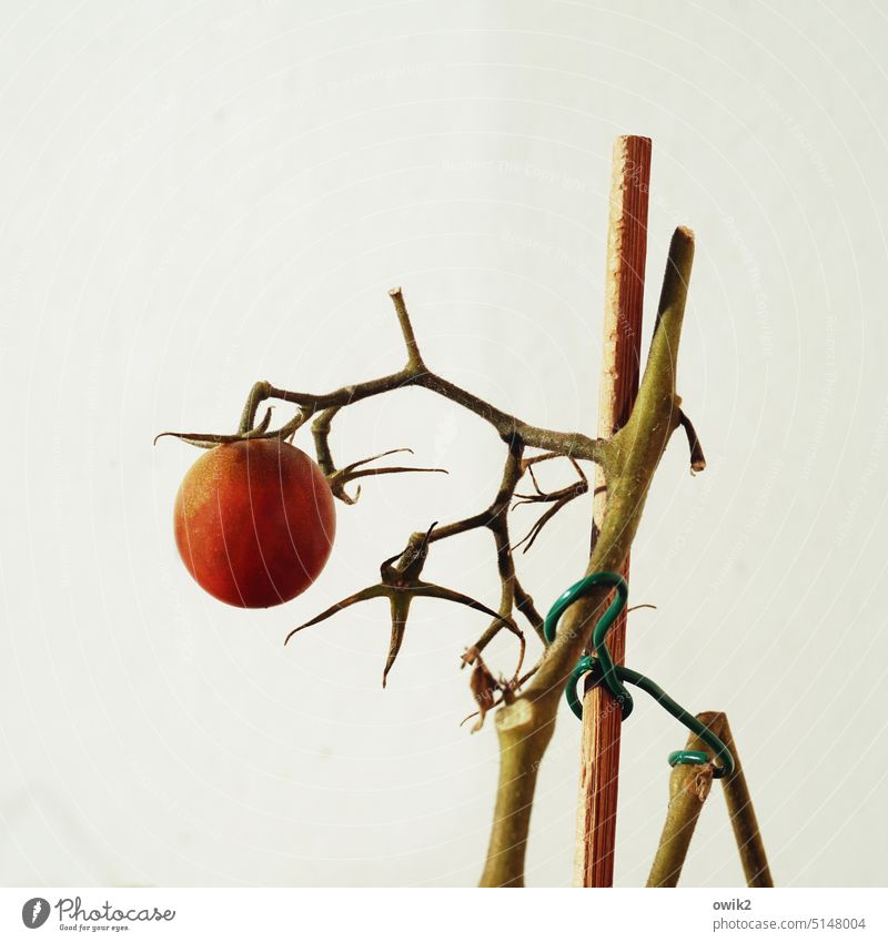 Ballgongdomade Tomate Pflanze Balkon Topfpflanze Holzstab Farbfoto Außenaufnahme Wachstum rund rot reif Gemüse lecker Wand Balkonwand Balkontomate