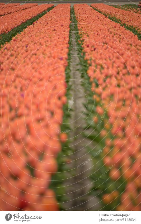 Tulpenfeld orange grün Frühling Tulpenblüte Blumen Blüte Blühend Pflanze Tag Landwirtschaft Farbfoto Tulpenreihen ackerfurchen Acker Tulpenacker