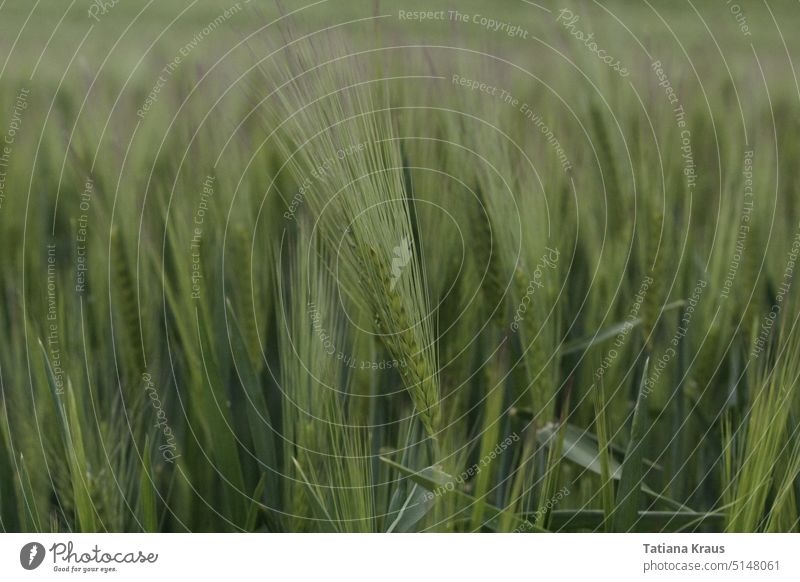 Junge Ähren Gerste Gerstenfeld Feld grün Getreidefeld Kornfeld Landwirtschaft Natur Nutzpflanze Umwelt Frühling