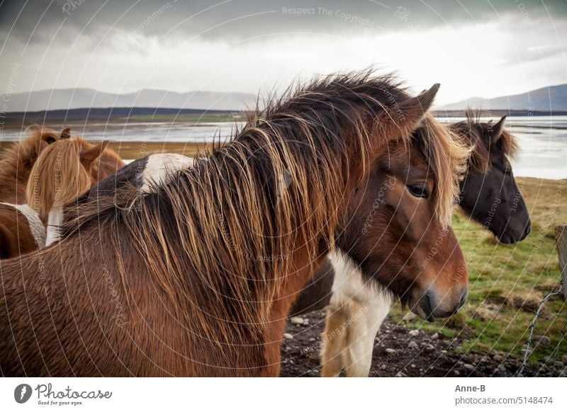 draußen lebende freundliche Pferdeherde ( Islandponys in verschiedenen Farben ) bei regnerischem Wetter in einer wunderschönen Ebene am Fluß. Ponys Fellfarben