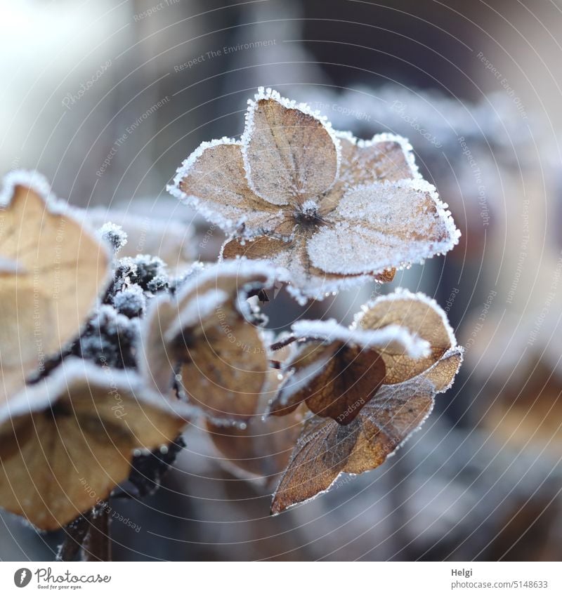 verblühte Hortensie mit Raureif Hortensienblüte verwelkt vertrocknet Eiskristalle Kälte Frost Winter Nahaufnahme Makroaufnahme Außenaufnahme gefroren kalt