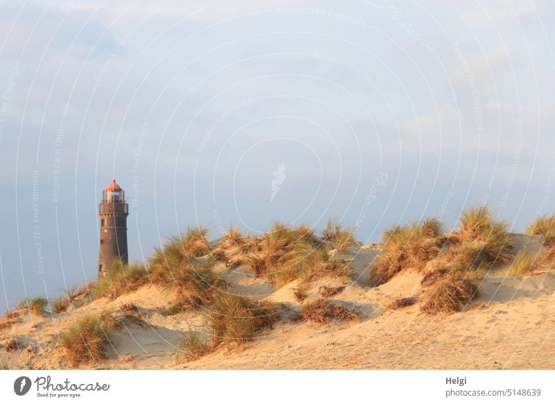 der alte Leuchtturm von Borkum hinter Dünen in der Abendsonne vor blaugrauem Himmel Dünengras Sonnenlicht Licht Schatten Landschaft Natur Außenaufnahme Farbfoto