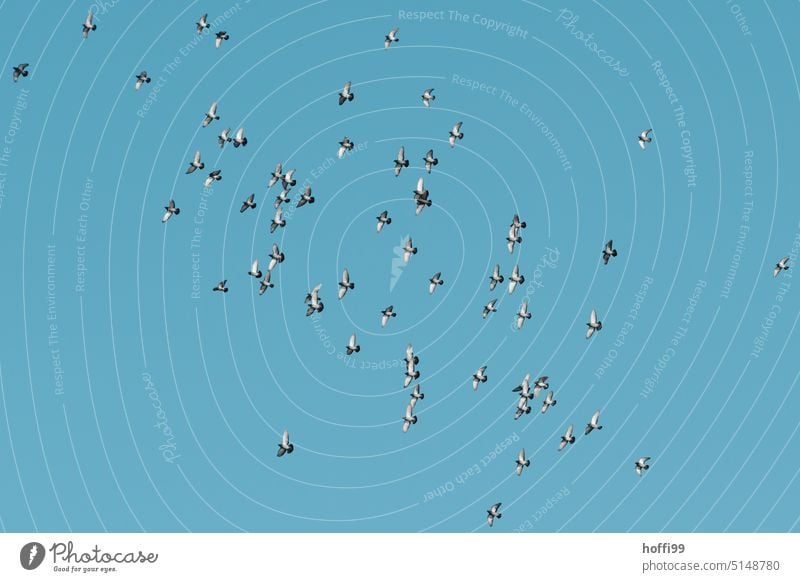 Ein Schwarm Tauben vor blauem Himmel fliegen Vogel Vögel Wildtier Freiheit Vogelschwarm Tiergruppe wegfliegen Vogelflug Flucht Flügel Wildvogel davon fliegen