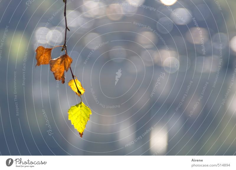 verklärter Herbst Natur Landschaft Pflanze Wasser Sonnenlicht Schönes Wetter Baum Blatt Birke Birkenblätter Zweig Herbstlaub Pflanzenteile Küste See glänzend