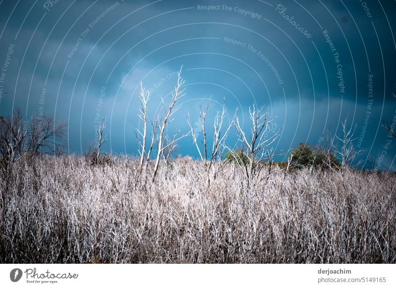 Ein großes Gebiet von abgestorbenen  Bäumen und Sträuchern, im Nationalpark. Auch als Apokalypse bezeichnet. bäume" Umwelt Außenaufnahme Farbfoto Himmel