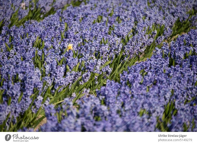 Hyazinthen Feld lila mit gelber Narzisse Hyazinthenfeld Frühling Frühlingsblumen Zwiebelzucht Gelbe Narzisse Blüte gruen Blumen Acker Ackerbau Pflanze