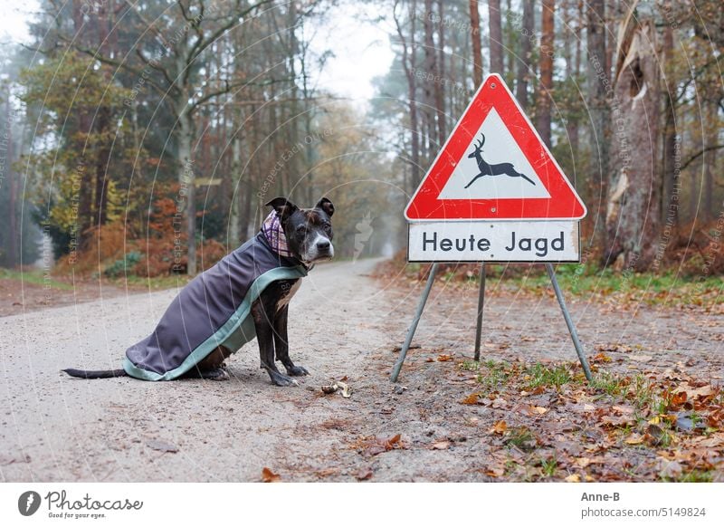 Hund mit Jacke sitzt im Herbstwald neben einem Heute-Jagd-Schild und guckt in die Kamera brav Jäger jagen Schleppe Schleppjagt Tierschutz Hochstand Jägerin