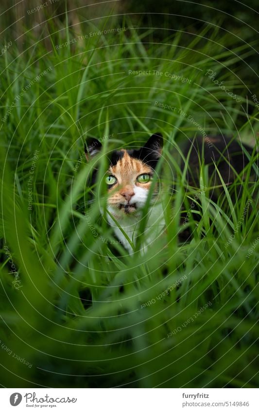 Kaliko-Katze auf der Pirsch im hohen Gras katzenhaft Haustiere Tier Mischlingskatze Schildkrötenpanzer Tricolore Kattun im Freien Ein Tier grün hoch Grün Garten