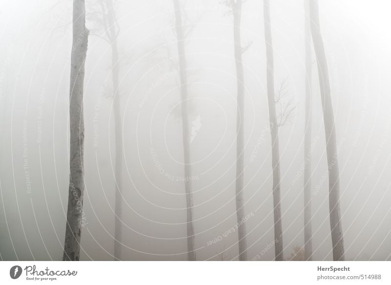 l l l llll Umwelt Natur Landschaft Pflanze Herbst schlechtes Wetter Nebel Baum Grünpflanze Wald außergewöhnlich bedrohlich gruselig kalt natürlich trist braun