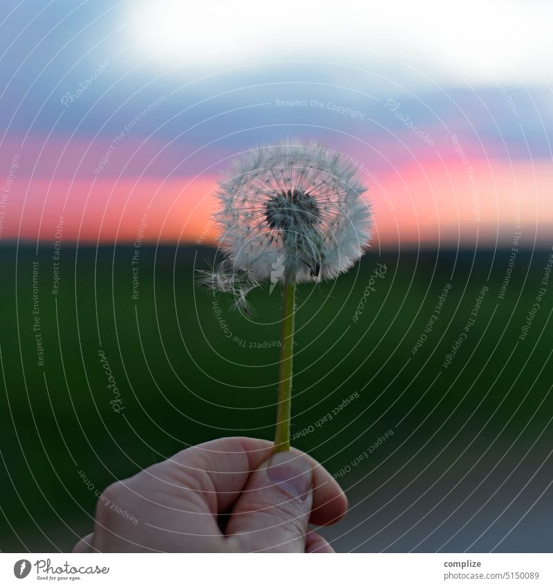 Hand hält Pusteblume im Abendlicht Samen Natur fliegen Löwenzahn Textfreiraum rechts Textfreiraum links Textfreiraum oben Makroaufnahme Außenaufnahme