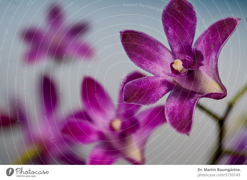 Dendrobium kingianum × D. „Mini Pearl“ (D. canaliculatum × D. bigibbum), Orchidee Dendrobium-kingianum-Hybride Blüte Blüten Pflanze ausdauernd aus Australien