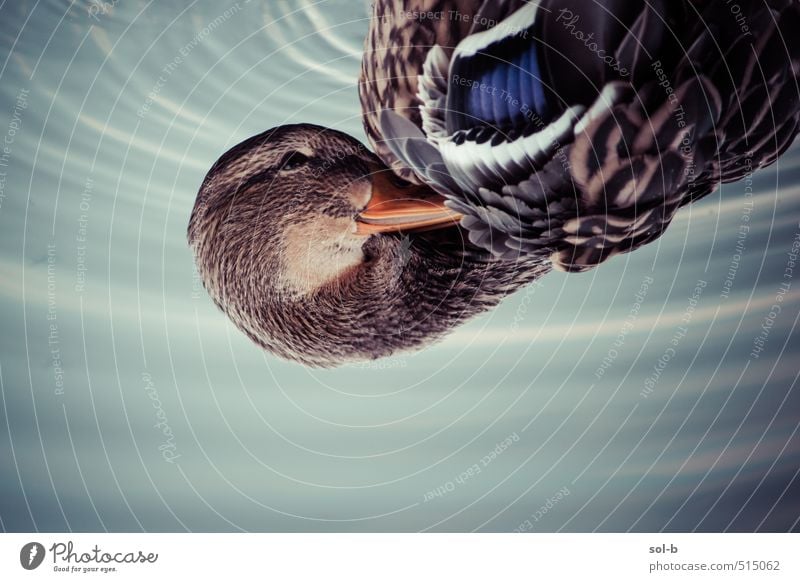 Duckside Down Wellness harmonisch Natur Wasser Herbst Teich Fluss Tier Wildtier Vogel Flügel Ente 1 exotisch nah nass natürlich Tierliebe Freundlichkeit