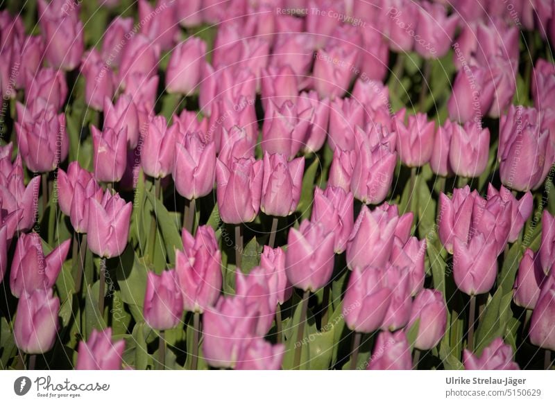 Tulpen Feld rosa Niederlande Tulpenfeld rosa Tulpen Frühling grün Blume Blumen Blüte Tulpenblüte Frühlingsgefühle nah Zwiebelzucht Ackerbau Pflanze Farbfoto Tag